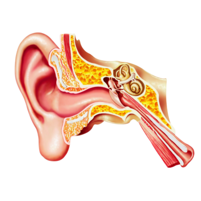 TMJ affects the inner ear